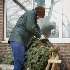 Mężczyzna w brązowej czapce i zielonej kurtce piłuje piłą ręczną pień choinki.