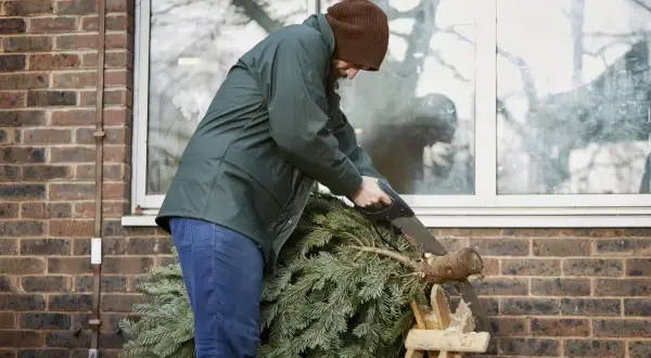 Mężczyzna w brązowej czapce i zielonej kurtce piłuje piłą ręczną pień choinki.
